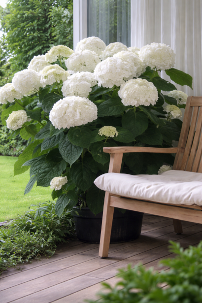 Гортензія широколиста Wudu на терасі